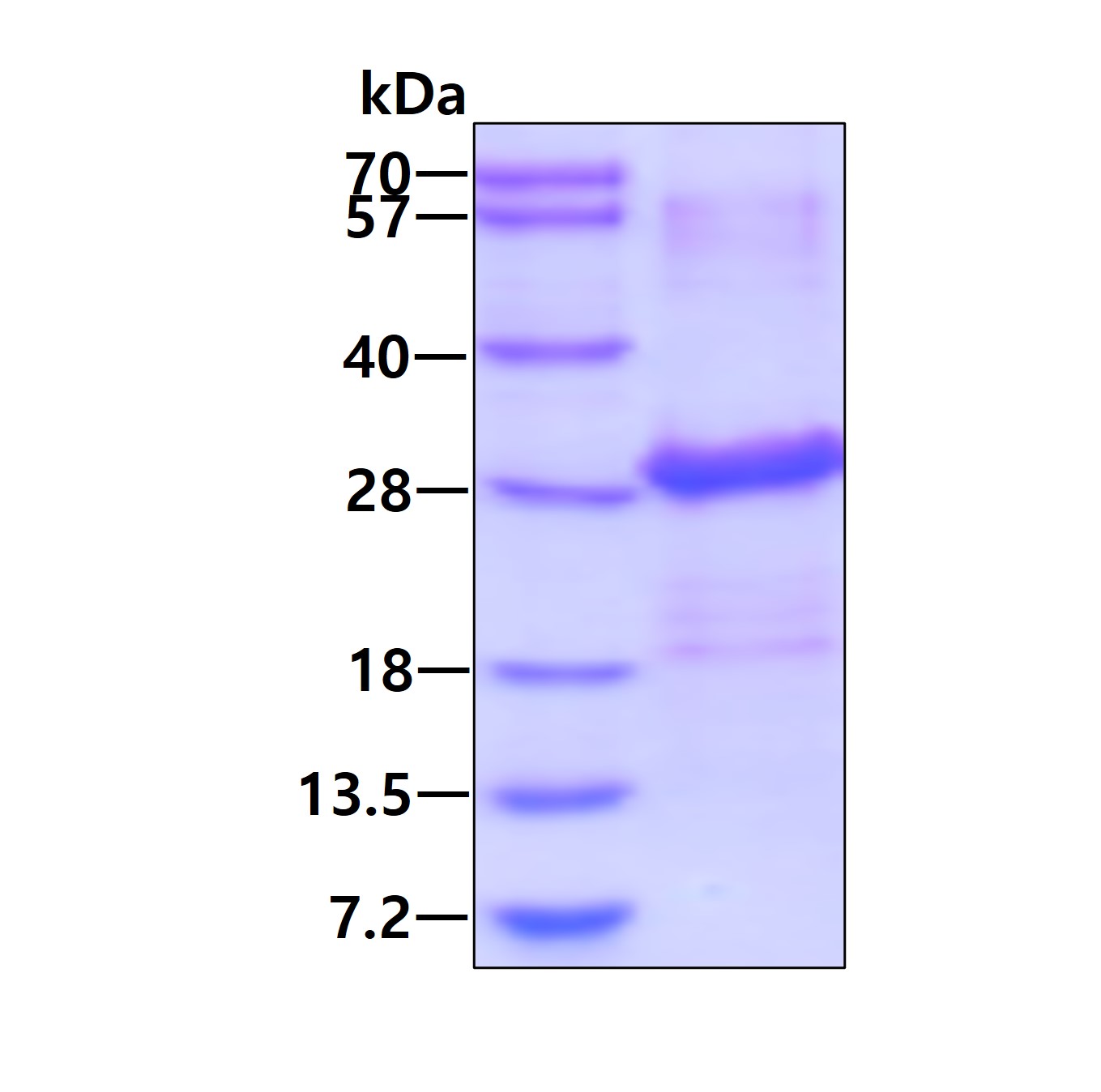 SDS-PAGE - Recombinant Human Ephrin B2 protein (His tag N-Terminus) (AB113609)