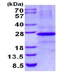 SDS-PAGE - Recombinant Human Ephrin B3 protein (denatured) (AB130026), expandable thumbnail