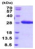 SDS-PAGE - Recombinant Human Ephrin B3 protein (His tag) (AB219452), expandable thumbnail