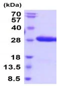 SDS-PAGE - Recombinant Human Ephrin B3 protein (His tag) (AB219452)