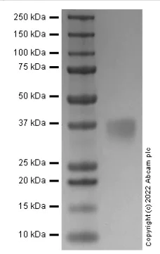 SDS-PAGE - Recombinant human EPO protein (Active) (AB283908)