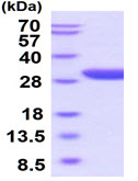 SDS-PAGE - Recombinant human EPO-R protein (Active) (AB219430), expandable thumbnail