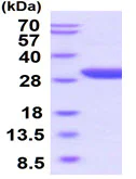 SDS-PAGE - Recombinant human EPO-R protein (Active) (AB219430)