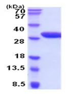 SDS-PAGE - Recombinant Human EPO-R protein (AB211321)