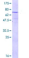 SDS-PAGE - Recombinant Human Epoxide hydrolase protein (GST tag N-Terminus) (AB114694)