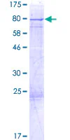 SDS-PAGE - Recombinant Human EPS8L1 protein (GST tag N-Terminus) (AB162865)