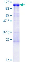 SDS-PAGE - Recombinant Human EPS8L2 protein (GST tag N-Terminus) (AB132633)