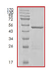 SDS-PAGE - Recombinant Human ERAB protein (AB85241), expandable thumbnail