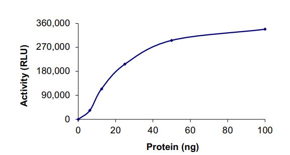 Recombinant human ErbB2