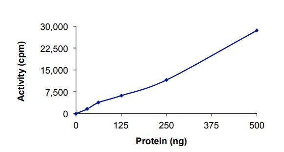 Recombinant human ErbB2 / HER2 (A775_G776InsYVMA) protein (Active)