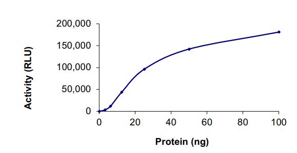 Functional Studies - Recombinant human ErbB2 / HER2 (mutated D769H) protein (Active) (AB268623), expandable thumbnail