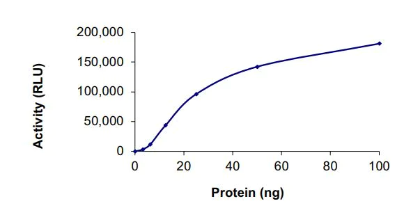 Functional Studies - Recombinant human ErbB2 / HER2 (mutated D769H) protein (Active) (AB268623)