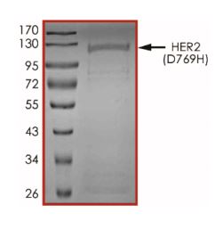 SDS-PAGE - Recombinant human ErbB2 / HER2 (mutated D769H) protein (Active) (AB268623), expandable thumbnail