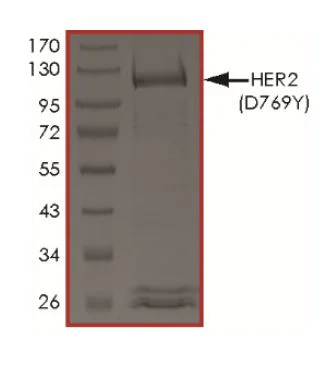 SDS-PAGE - Recombinant human ErbB2 / HER2 (mutated D769Y) protein (Active) (AB268624)