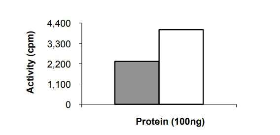 Functional Studies - Recombinant Human ErbB2 / HER2 (mutated E719G) protein (Tagged) (AB268625)
