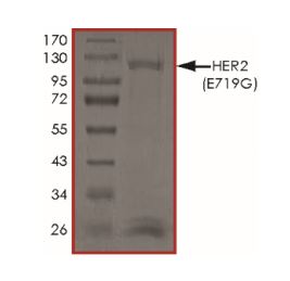 Recombinant Human ErbB2 / HER2 (mutated E719G) protein (Tagged)