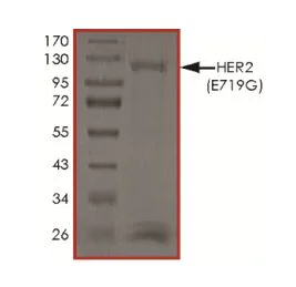 SDS-PAGE - Recombinant Human ErbB2 / HER2 (mutated E719G) protein (Tagged) (AB268625)