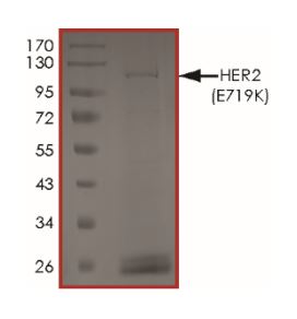 SDS-PAGE - Recombinant Human ErbB2 / HER2 (mutated E719K) protein (Tagged) (AB268626), expandable thumbnail