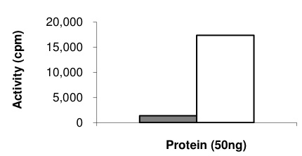 Functional Studies - Recombinant human ErbB2 / HER2 (mutated G776V + G776C) protein (Cytoplasmic domain) (AB191466), expandable thumbnail