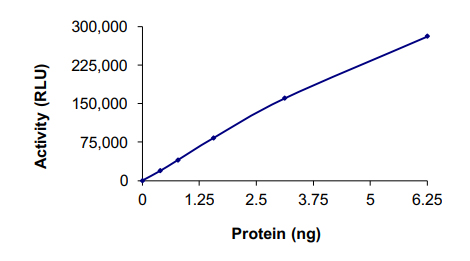 Functional Studies - Recombinant human ErbB2 / HER2 (mutated G776V + G776C) protein (Cytoplasmic domain) (AB191466), expandable thumbnail