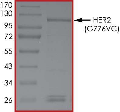 SDS-PAGE - Recombinant human ErbB2 / HER2 (mutated G776V + G776C) protein (Cytoplasmic domain) (AB191466), expandable thumbnail