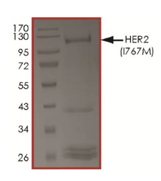 SDS-PAGE - Recombinant human ErbB2 / HER2 (mutated I767M) protein (Active) (AB268627)