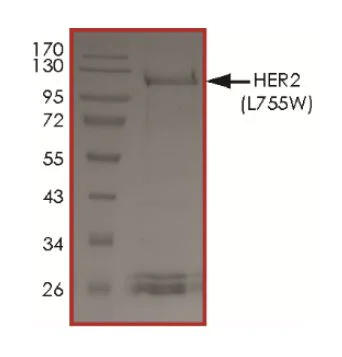 SDS-PAGE - Recombinant human ErbB2 / HER2 (mutated L755W) protein (Active) (AB268629)