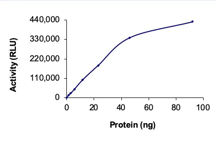 Functional Studies - Recombinant human ErbB2 / HER2 (mutated V777L) protein (AB207945)