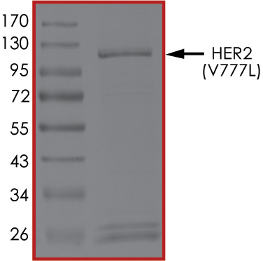 SDS-PAGE - Recombinant human ErbB2 / HER2 (mutated V777L) protein (AB207945), expandable thumbnail