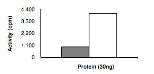 Functional Studies - Recombinant human ErbB2 / HER2 protein (AB190418)