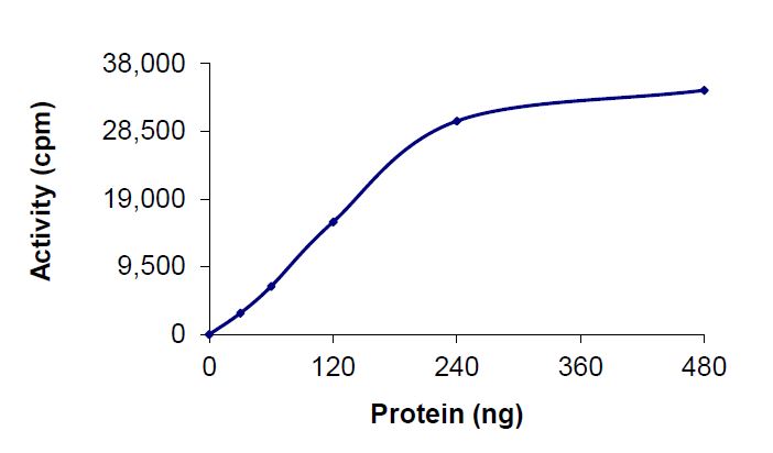 Recombinant human ErbB2 / HER2 protein (Active)