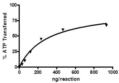 Functional Studies - Recombinant human ErbB2 / HER2 protein (Active) (GST tag N-Terminus) (AB269979)