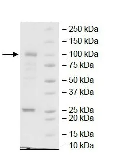 SDS-PAGE - Recombinant human ErbB2 / HER2 protein (Active) (GST tag N-Terminus) (AB269979)