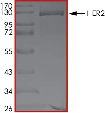 SDS-PAGE - Recombinant human ErbB2 / HER2 protein (Active) (GST tag N-Terminus) (AB60866)