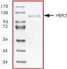 SDS-PAGE - Recombinant human ErbB2 / HER2 protein (Active) (GST tag N-Terminus) (AB60866)