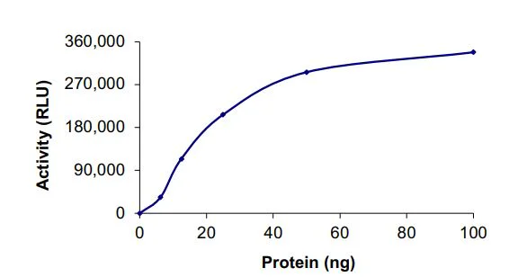Functional Studies - Recombinant human ErbB2 (V777_G778insCG) protein (Active) (AB268631)