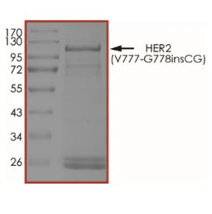 SDS-PAGE - Recombinant human ErbB2 (V777_G778insCG) protein (Active) (AB268631)