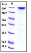 SDS-PAGE - Recombinant human ErbB3 / HER3 protein (Fc Chimera) (AB276227)