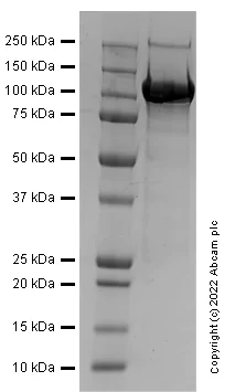 SDS-PAGE - Recombinant Human ErbB3 / HER3 protein (Fc Chimera) (Active) (AB307190)