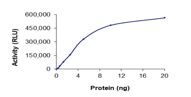 Functional Studies - Recombinant human ErbB4 / HER4 (mutated R927Q) protein (Active) (AB268634)