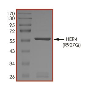 Recombinant human ErbB4 / HER4 (mutated R927Q) protein (Active)