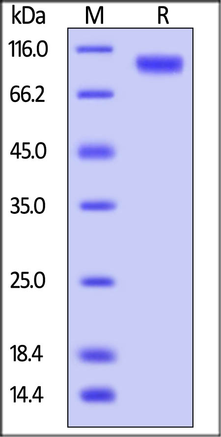 Recombinant human ErbB4 / HER4 protein