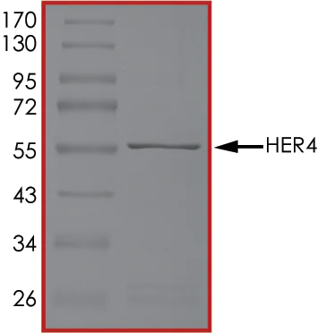 SDS-PAGE - Recombinant human ErbB4 / HER4 protein (AB85602)