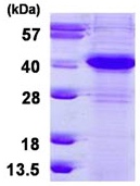 SDS-PAGE - Recombinant Human ERCC1 protein (AB126690)