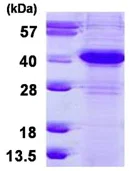SDS-PAGE - Recombinant Human ERCC1 protein (His tag N-Terminus) (AB126690)
