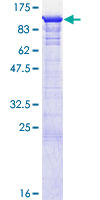 SDS-PAGE - Recombinant Human eRF3/GSPT1 protein (AB132287)