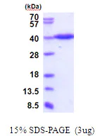 SDS-PAGE - Recombinant Human ERGIC3 protein (AB202224)
