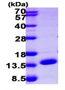 SDS-PAGE - Recombinant Human ERH protein (AB104674)