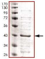 Recombinant Human ERK1 (mutated K71A) protein