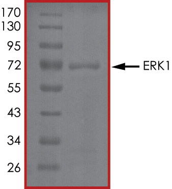 SDS-PAGE - Recombinant human ERK1 protein (AB105904), expandable thumbnail